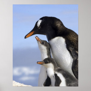 Antarctisch schiereiland, Neko Harbour, Gentoo Poster