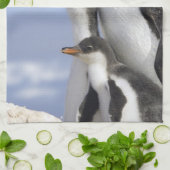 Antarctisch schiereiland, Neko Harbour, Gentoo Theedoek (Gevouwen)