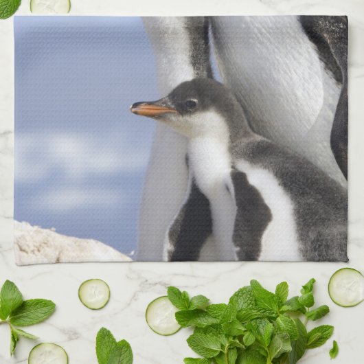 Antarctisch schiereiland, Neko Harbour, Gentoo Theedoek (Gevouwen)