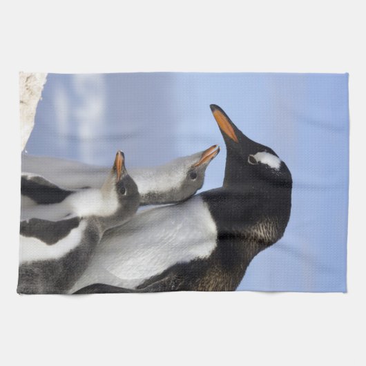 Antarctisch schiereiland, Neko Harbour, Gentoo Theedoek (Horizontaal)