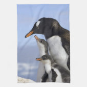 Antarctisch schiereiland, Neko Harbour, Gentoo Theedoek (Verticaal)