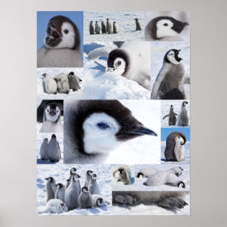Antarctische keizer Penguin Chicken Photo Collage Poster