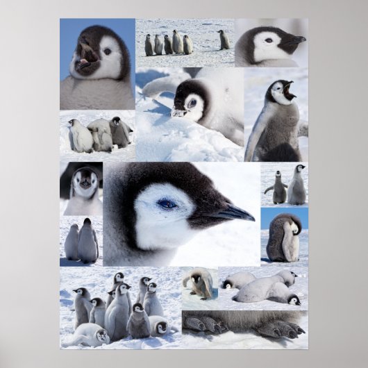 Antarctische keizer Penguin Chicken Photo Collage Poster (Voorkant)
