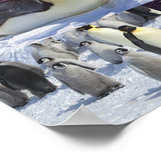 Antarctische keperor Penguin Collage Poster (Hoek)