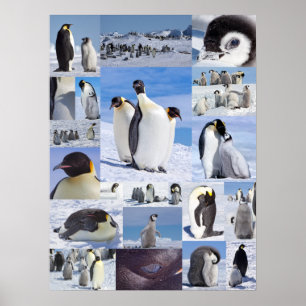 Antarctische keperor Penguin Collage Poster