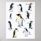 " Antarktis: 2021/heute - PINGUIN Arten ... Poster (Voorkant)