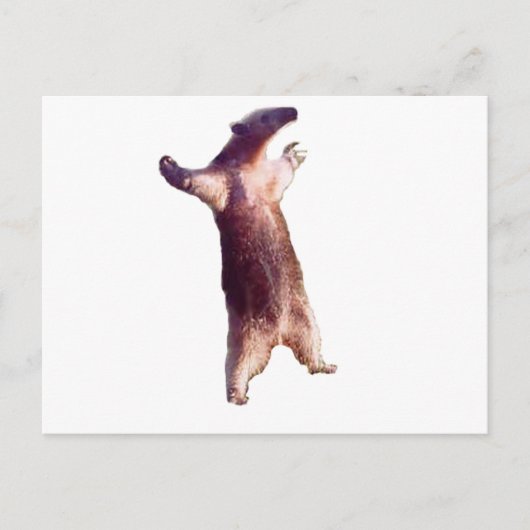 Anteater Briefkaart (Voorkant)