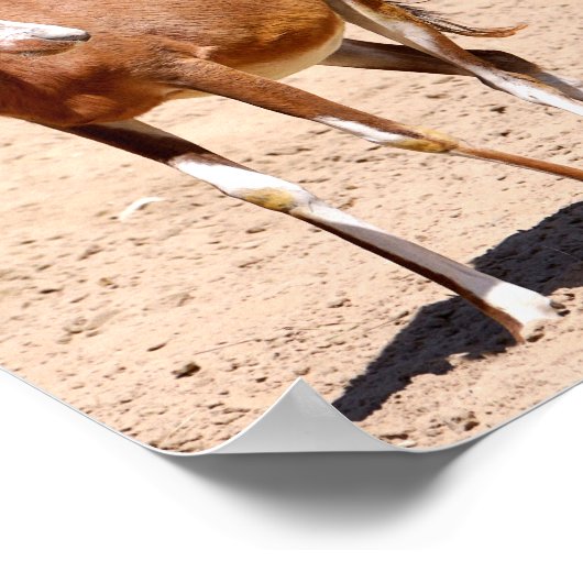 Antelope blesbok poster (Hoek)