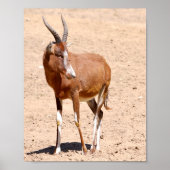 Antelope blesbok poster (Voorkant)