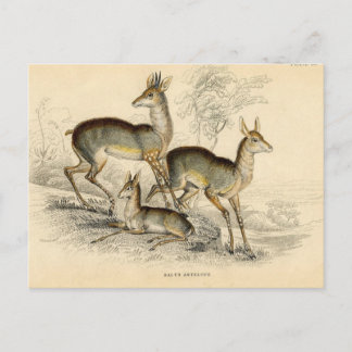 Antelope Briefkaart