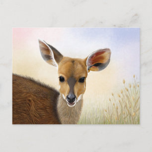 Antelope Bushbuck Young African Deer Drawing Briefkaart