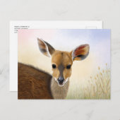 Antelope Bushbuck Young African Deer Drawing Briefkaart (Voorkant / Achterkant)
