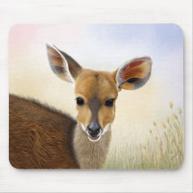 Antelope Bushbuck Young African Deer Drawing