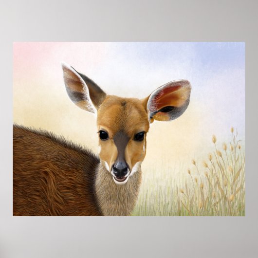 Antelope Bushbuck Young African Deer Drawing Poster (Voorkant)