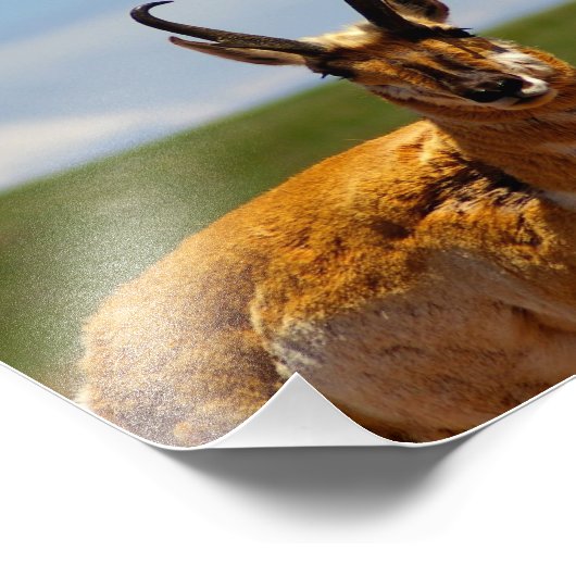 Antelope Foto Afdruk (Hoek)