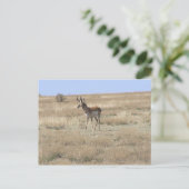 Antelope in profiel briefkaart (Staand voorkant)