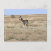 Antelope in profiel briefkaart (Voorkant)