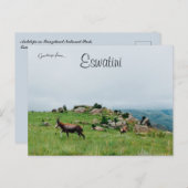 Antelope in Swaziland National Park Eswatini Briefkaart (Voorkant / Achterkant)