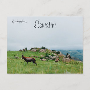Antelope in Swaziland National Park Eswatini Briefkaart