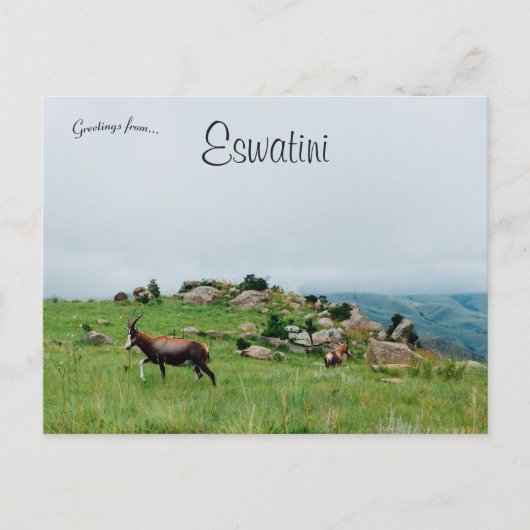 Antelope in Swaziland National Park Eswatini Briefkaart (Voorkant)