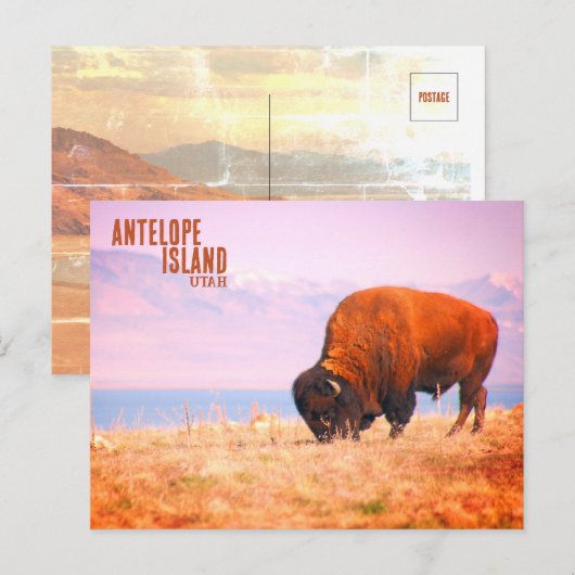 Antelope Island Bison Briefkaart (Voorkant / Achterkant)