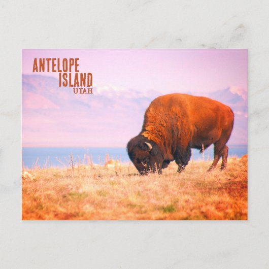 Antelope Island Bison Briefkaart (Voorkant)