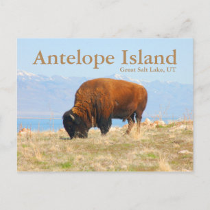 Antelope Island, Great Salt Lake, Utah Briefkaart