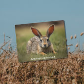 Antelope Jackrabbit leggen op gras Briefkaart
