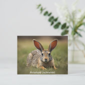 Antelope Jackrabbit leggen op gras Briefkaart (Staand voorkant)