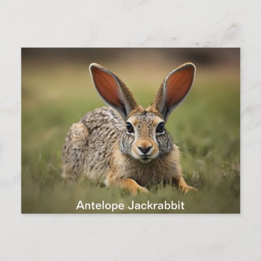Antelope Jackrabbit leggen op gras Briefkaart (Voorkant)