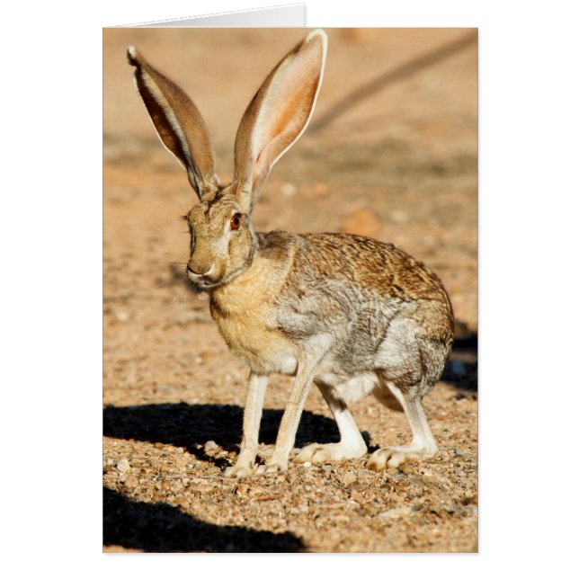 Antelope jackrabbit portret, Arizona (Voorkant)