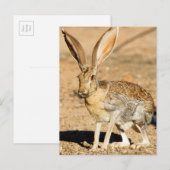 Antelope jackrabbit portret, Arizona Briefkaart (Voorkant / Achterkant)