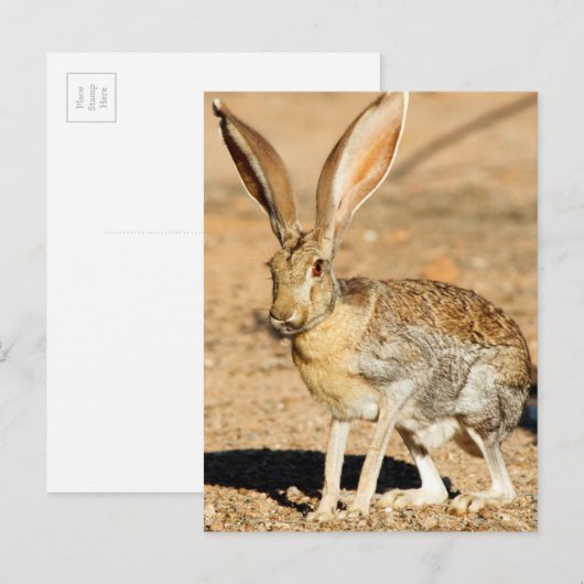 Antelope jackrabbit portret, Arizona Briefkaart (Voorkant / Achterkant)