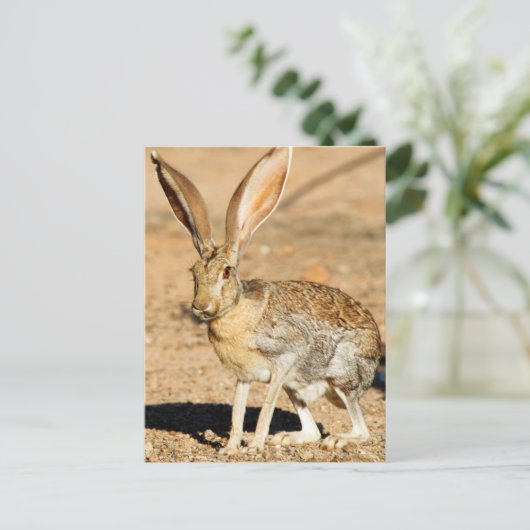 Antelope jackrabbit portret, Arizona Briefkaart (Staand voorkant)