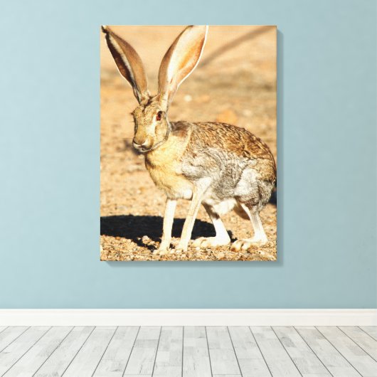 Antelope jackrabbit portret, Arizona Canvas Afdruk (Insitu (Houten vloer))