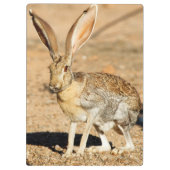 Antelope jackrabbit portret, Arizona Klembord (Achterkant)
