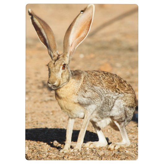 Antelope jackrabbit portret, Arizona Klembord (Achterkant)