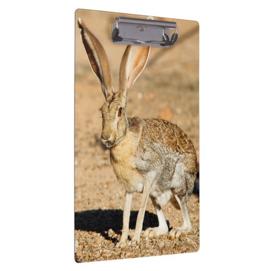 Antelope jackrabbit portret, Arizona Klembord (Rechts)
