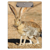 Antelope jackrabbit portret, Arizona Klembord (Voorkant)