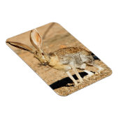 Antelope jackrabbit portret, Arizona Magneet (Rechterzijde)