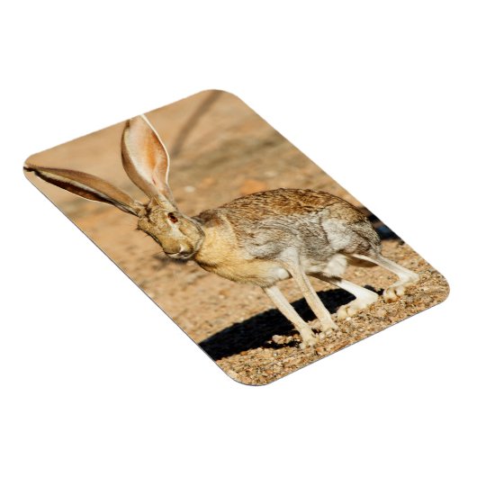 Antelope jackrabbit portret, Arizona Magneet (Rechterzijde)