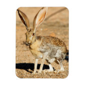 Antelope jackrabbit portret, Arizona Magneet (Verticaal)