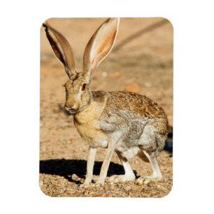 Antelope jackrabbit portret, Arizona Magneet