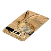 Antelope jackrabbit portret, Arizona Magneet (Linkerzijde)