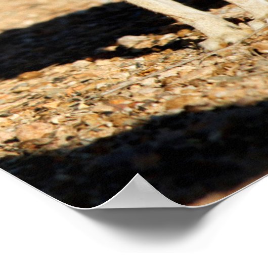 Antelope jackrabbit portret, Arizona Poster (Hoek)