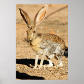 Antelope jackrabbit portret, Arizona Poster (Voorkant)