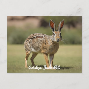 Antelope Jackrabbit staand op gras Briefkaart