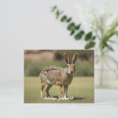 Antelope Jackrabbit staand op gras Briefkaart (Staand voorkant)