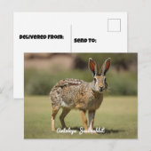Antelope Jackrabbit staand op gras Briefkaart (Voorkant / Achterkant)