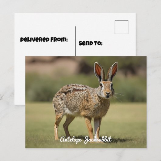 Antelope Jackrabbit staand op gras Briefkaart (Voorkant / Achterkant)